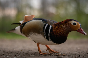 Mandarin Duck