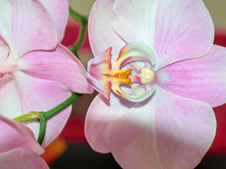 A look inside the white flowers of an orchid