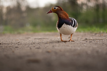 Fototapeta premium Mandarin Duck