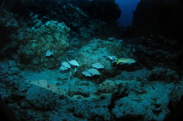 Fototapeta na wymiar Underwater landscape of Caribbean Sea near Cozumel Island, Mexico, underwater photograph