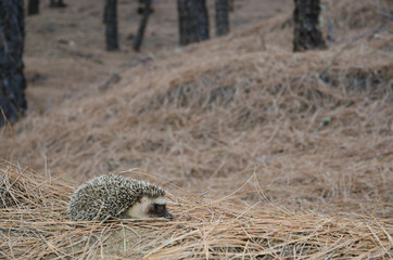 North African hedgehog Atelerix algirus. The Nublo Rural Park. Tejeda. Gran Canaria. Canary Islands. Spain.