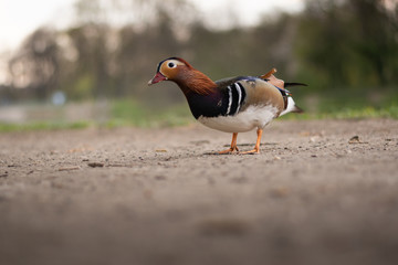 Mandarin Duck