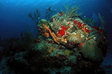 Fototapeta na wymiar Underwater landscape of Caribbean Sea near Cozumel Island, Mexico, underwater photograph