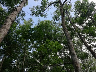 tree