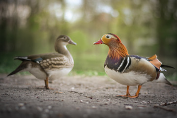 Mandarin Duck