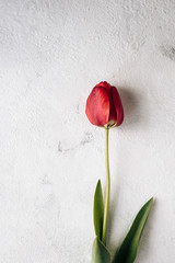 
one red tulip on a white texture background