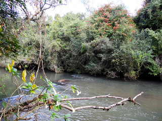 river in the woods