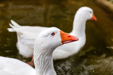 Close-up of two white geese swimming in a pond at the zoo. The face of a goose with a blue eye in profile and an orange beak