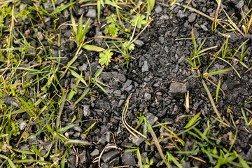 Close-up of black embers on the green grass from a campfire in nature in the woods after a picnic....