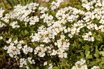 Close-up of a flowerbed with small white blooming Arabis alpine kennedyae flowers. Flowers bloom in the spring on the garden bed