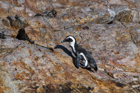 African penguin photographed in South Africa. Picture made in 2019.