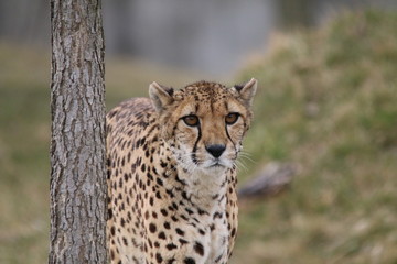 Cheetah