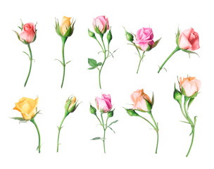 Set of different roses, isolated on a white background