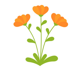 Orange Calendula flowers blooming. - obrazy, fototapety, plakaty