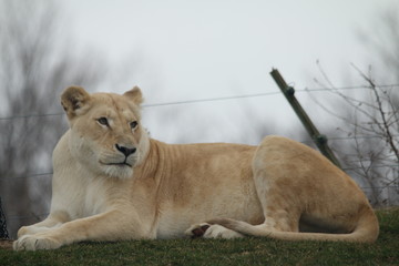 lioness