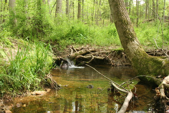 Little Waterfall With Leaning Tree in the Forest.