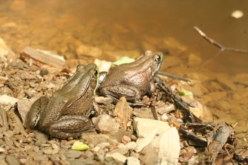 Two Frogs Sitting on Rocky Shore.