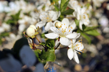 white cherry  flower