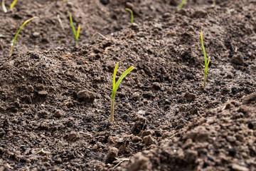 Young growth of green onion planted on ground outdoor
