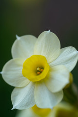 Fototapeta na wymiar Closeup of miniature Narcissus Minnows daffodil flower blooming