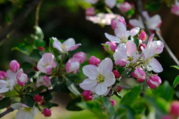 Blooming apple trees in spring park close up