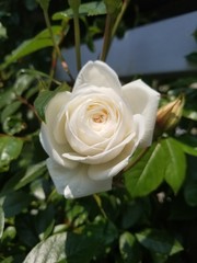 white rose in garden