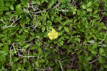 yellow flowers in the garden