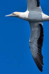 Cape gannet photographed in South Africa. Picture made in 2019.