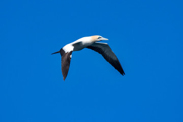Cape gannet photographed in South Africa. Picture made in 2019.