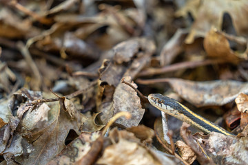 Garter snake in the forest