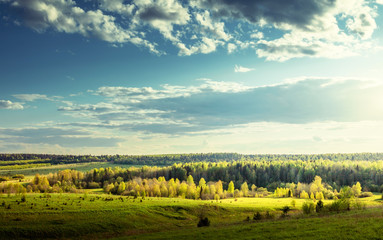 field of spring grass and perfect sky