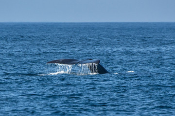 Fototapeta premium Southern right whale photographed in South Africa. Picture made in 2019.
