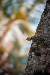 chameleon posing on the tree