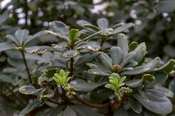 evergreen shrub Pittosporum Tobira Variegata known by several names as Australian laurel, Japanese pittosporum, mock orange and Japanese cheesewood