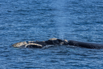 Obraz premium Southern right whale photographed in South Africa. Picture made in 2019.