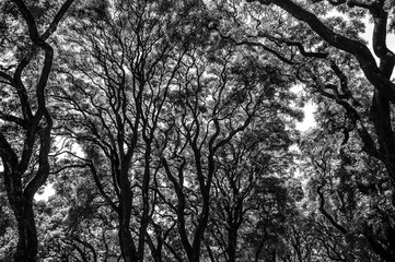Abstract black and white view of trees with hard tones