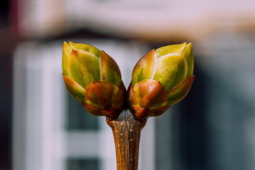symmetrical leaves begin to creep out of the buds on a warm spring day