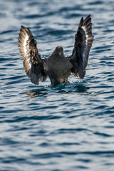 Catharacta lonnbergi   photographed in South Africa. Picture made in 2019.