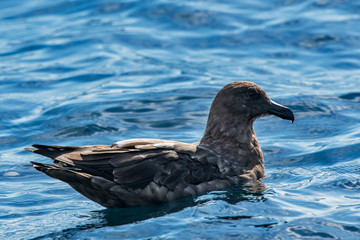 Catharacta lonnbergi   photographed in South Africa. Picture made in 2019.