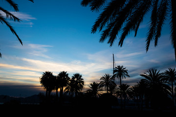 Obraz premium Palm trees silhouettes at sunset