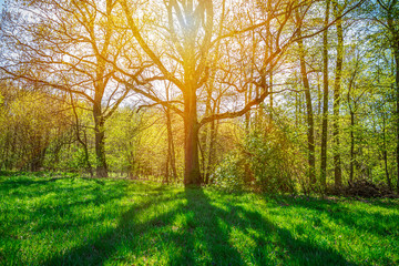 the sun shines through a tree branch and throws a shadow on a green meadow