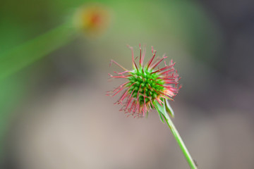 flower bud macro