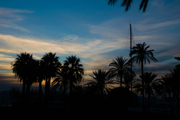 Fototapeta na wymiar Palm trees silhouettes at sunset