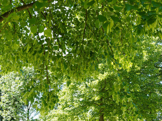 (Tilia europaea) Tilleul commun ou tilleul d'Europe 'Pallida' au feuilles cordiformes, finement dentées, vert tendre, rameaux glabres, fleurs blanc jaunâtre et fruits sphériques sous les feuilles