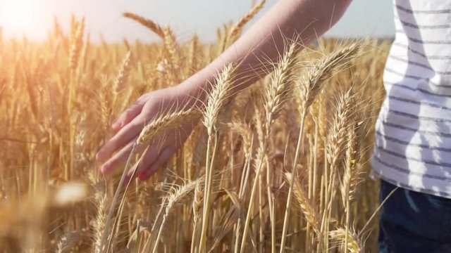 Boy Walking Through A Wheat Field And Touching A Golden Wheat Ear In The Wheat Field, Hands Close Up - In Slow Motion 