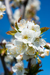 Kirschblüte im Havelland