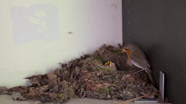 Rotkehlchen füttert ihre Jungvögel mit Würmern