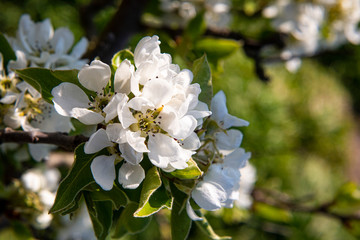 Birnenblüte in Ribbeck im Havelland