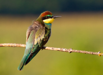 European bee eater, Merops apiaster, common bee-eater. Early sunny morning, the bird sits on an old dry branch. Young bird.