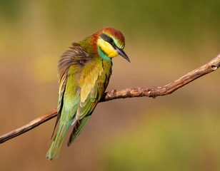 European bee eater, Merops apiaster, common bee-eater. Early sunny morning, the bird sits on an old dry branch. Young bird.